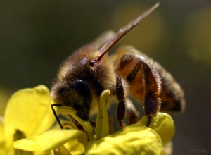 Mutinerie dans les ruches Abeille-butineuse_2440